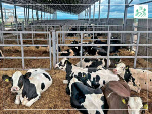 підстилка для худоби