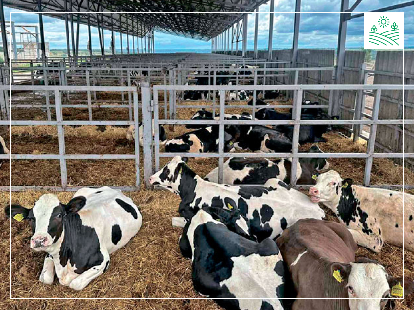 підстилка для худоби