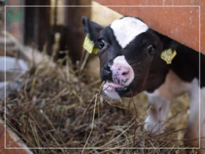 сіно з пліснявою