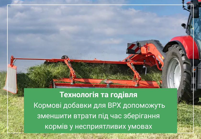 як підвищити якість корму для корів