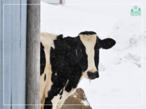 хвороби кінцівок врх