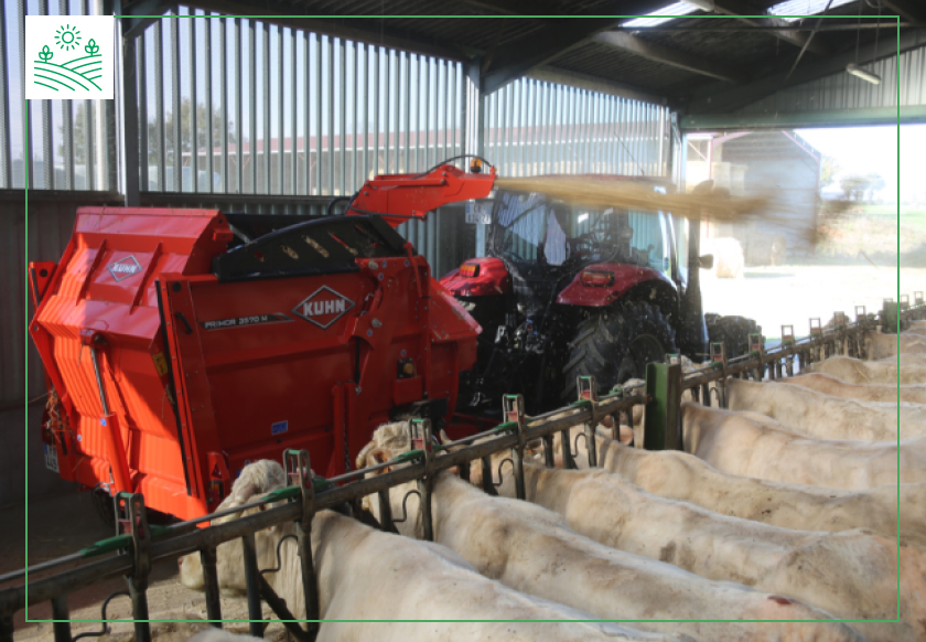 догляд за коровами