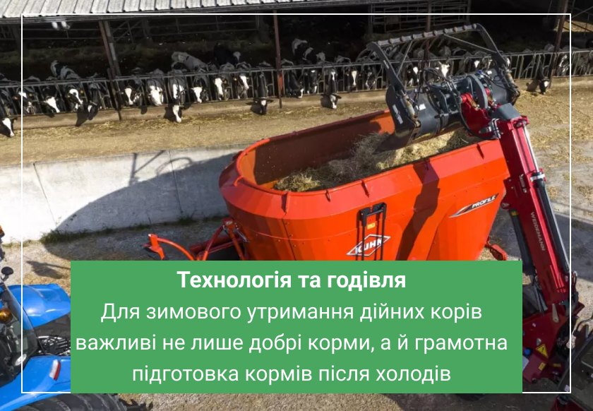 годування дійних корів в зимовий період