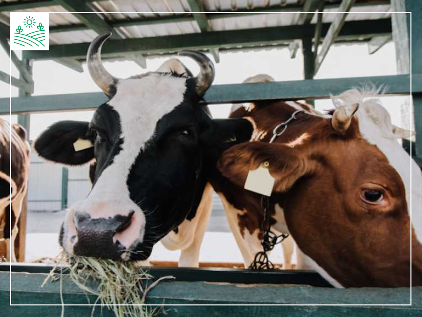 умови зберігання кормів