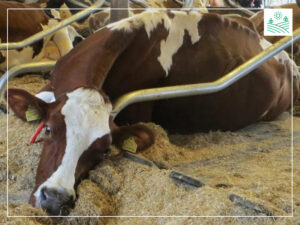 підстилка для худоби