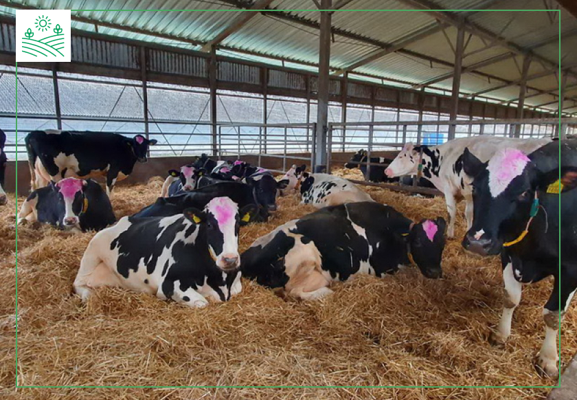 суха та тепла підстилка для тварин